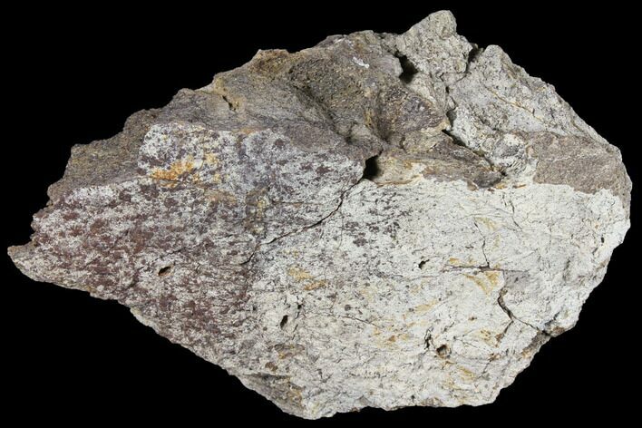 Fossil Triceratops Frill Section - North Dakota #117344